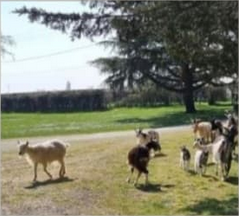 Troupeau de chèvres des Fossés