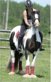 Darling du Majestic, poulinière du Haras du Mel — photo 2