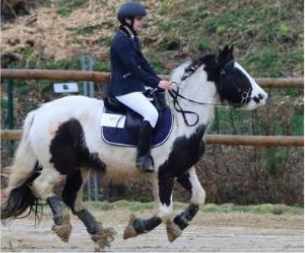 Darling du Majestic, poulinière du Haras du Mel — photo 3