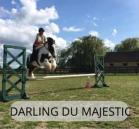 Darling du Majestic, poulinière du Haras du Mel — photo 1