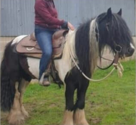 Funky du Mel, étalon Irish Cob — photo 1
