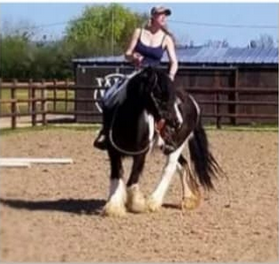 Funky du Mel, étalon Irish Cob — photo 2