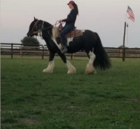 Funky du Mel, étalon Irish Cob — photo 3