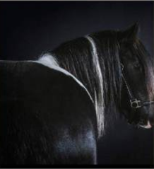 Funky du Mel, étalon Irish Cob — photo 4