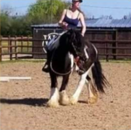 Funky du Mel, étalon Irish Cob — photo 5