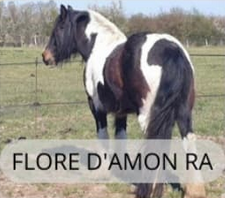 Flore d’Amon Ra, poulinière du Haras du Mel — photo 1