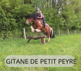 Gitane de Petit Peyre, poulinière du Haras du Mel — photo 1