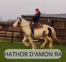 Hathor d’Amon Ra, poulinière du Haras du Mel — photo 1