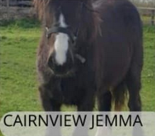 Cairnview Jemma, poulinière du Haras du Mel — photo 1