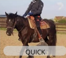 Quick, poulinière du Haras du Mel — photo 1