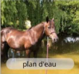 Prairies du Haras du Mel en Sarthe