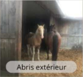 Chevaux en pension au Haras du Mel