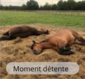 Vie quotidienne des chevaux au Haras du Mel